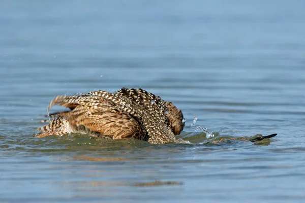 Marbled Godwit banhos em águas rasas em Fort De Soto Park, Florida . — Fotografia de Stock