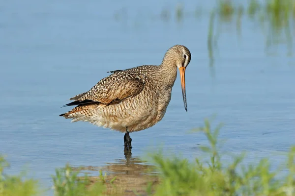 Marbled Godwit wading in shallows of Fort De Soto Park, Florida. — Stockfoto