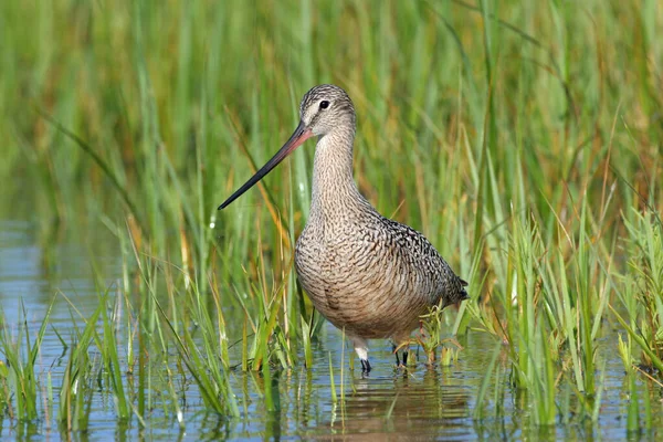 Marbled Godwit wading in shallows of Fort De Soto Park, Florida. — Stockfoto