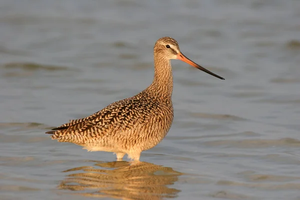 Marbled Godwit wading in shallows of Fort De Soto Park, Florida. — Stockfoto