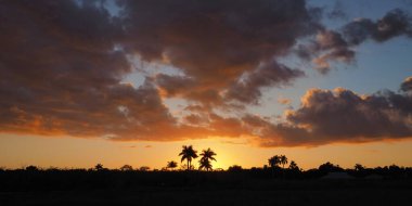 Royal Palm üzerinde gün batımı, Everglades Ulusal Parkı.