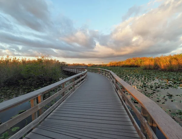 Anhinga Trail and Boardwalk in Everglades National Park. — Stock Photo, Image