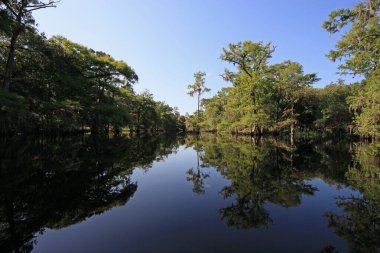 Florida Fisheating Creek 'te yaz kayağı.