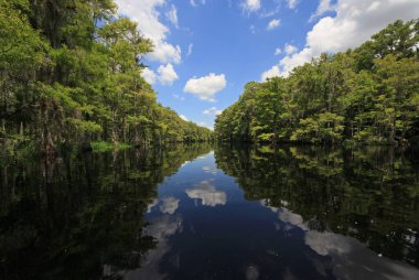 Parlak beyaz bulutlar ve selvi ağaçları Florida Fisheating Creek 'in sakin sularını yansıtıyor..