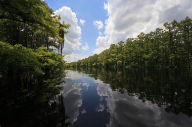 Parlak beyaz bulutlar ve selvi ağaçları Florida Fisheating Creek 'in sakin sularını yansıtıyor..