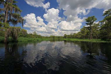 Parlak beyaz bulutlar ve selvi ağaçları Florida Fisheating Creek 'in sakin sularını yansıtıyor..