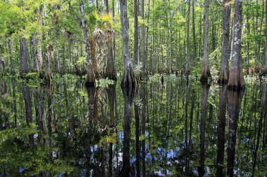 Florida Fisheating Creek 'in sakin sularına yansıyan selvi ağaçları.