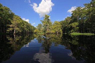 Parlak beyaz bulutlar ve selvi ağaçları Florida Fisheating Creek 'in sakin sularını yansıtıyor..