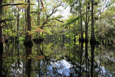 Florida Fisheating Creek 'in sakin sularına yansıyan selvi ağaçları.