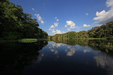Parlak beyaz bulutlar ve selvi ağaçları Florida Fisheating Creek 'in sakin sularını yansıtıyor..