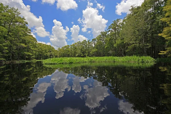 Яскраві білі хмари й кипарисові дерева відбиваються на спокійній воді озера Фісп - Крік (Флорида).. — стокове фото