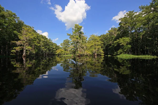 Parlak beyaz bulutlar ve selvi ağaçları Florida Fisheating Creek 'in sakin sularını yansıtıyor..