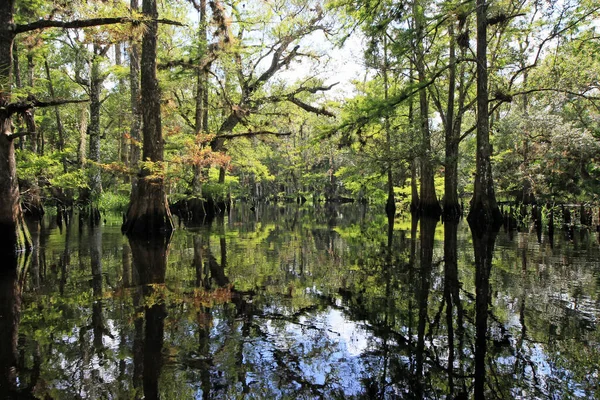 Alberi di cipressi riflessi in acque calme di Fisheating Creek, Florida . — Foto Stock