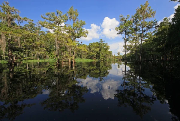 Parlak beyaz bulutlar ve selvi ağaçları Florida Fisheating Creek 'in sakin sularını yansıtıyor..