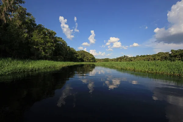 Jasně bílé mraky a cypřiše se odrážely na klidné vodě Fisheating Creeku na Floridě. — Stock fotografie