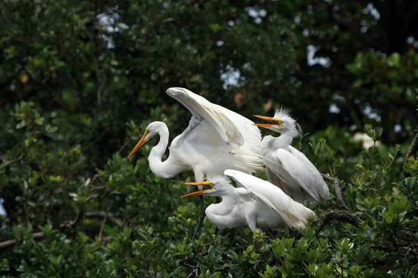 Great Egret alimentando a sus polluelos en el nido en Saint Augustine, Florida . — Foto de Stock