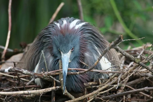 Garza Tricolor Adulta en el nido en Saint Augustine, Florida . —  Fotos de Stock