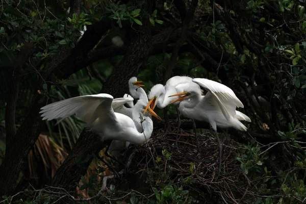 Grande Egret alimentando seus filhotes em ninho em Santo Agostinho, Flórida . — Fotografia de Stock