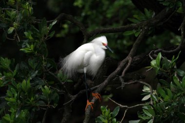 Karlı Akbalıkçıl Saint Augustine, Florida 'da kuş tüyü ve renklendirme.