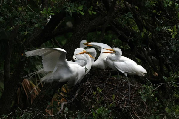 Grande Egret alimentando seus filhotes em ninho em Santo Agostinho, Flórida . — Fotografia de Stock