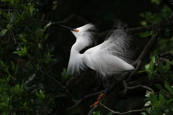 Snowy Egret tenyésztési tollazat és színezés Saint Augustine, Florida. — Stock Fotó