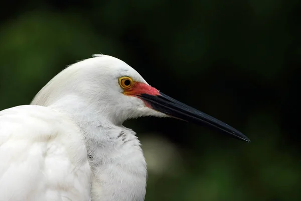 Portrait of Snowy Egret in breeding plumage and coloration in Saint Augustine, Florida. — Stock Photo, Image