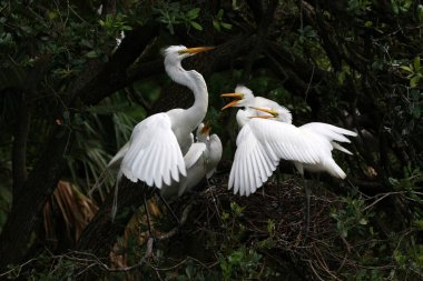 Büyük Akbalıkçıl yavrularını Saint Augustine, Florida 'da yuvada besliyor..