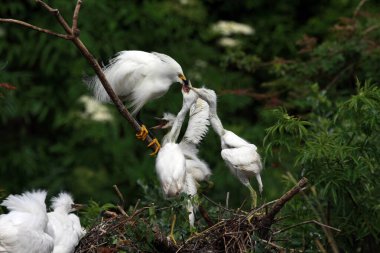 Karlı Egret yavrularını Saint Augustine, Florida 'da besliyor..