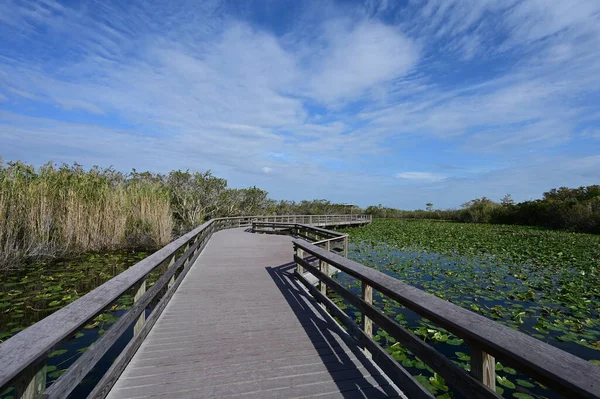 Anhinga trail promenade im everglades nationalpark, florida. — Stockfoto