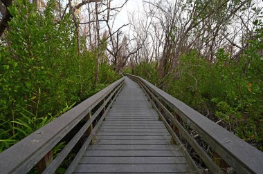 Everglades Ulusal Parkı, Florida 'daki West Lake Boardwalk..