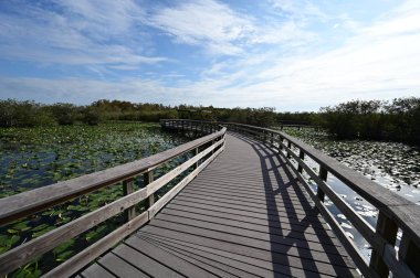 Everglades Ulusal Parkı, Florida 'da Anhinga Yolu Boardwalk.