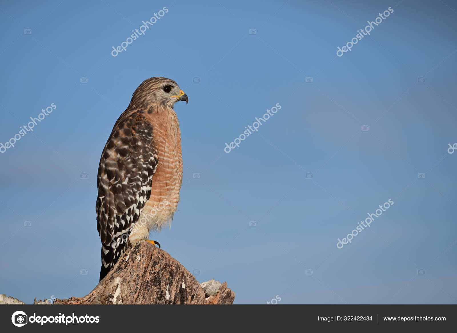 红肩鹰在大沼泽地国家公园，佛罗里达州. ——图库图片© fblanco7305 #322422434