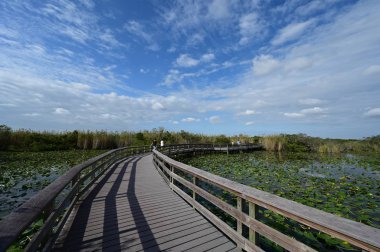 Everglades Ulusal Parkı, Florida 'da Anhinga Yolu Boardwalk.