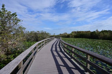 Everglades Ulusal Parkı, Florida 'da Anhinga Yolu Boardwalk.