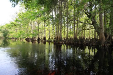Palmdale, Florida yakınlarındaki Fisheating Creek kıyısında arka ışıklandırılmış Cypress Trees.