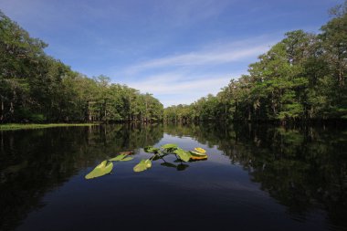 Florida Fisheating Creek 'in sakin sularında Lily pedleri.