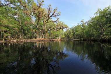Balıkçılık Deresi, Florida Aydınlık bir bahar sabahı.