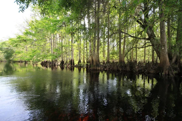 Alberi di cipressi retroilluminati sulle rive del Fisheating Creek vicino a Palmdale, Florida . — Foto Stock