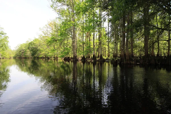 Palmdale, Florida yakınlarındaki Fisheating Creek kıyısında arka ışıklandırılmış Cypress Trees.
