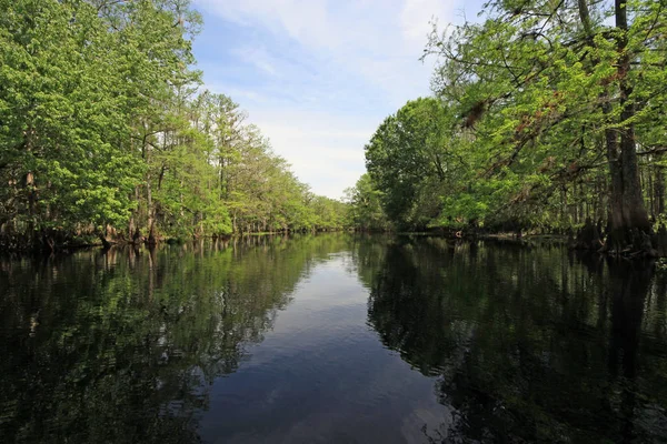 Fisheating Creek, Flórida na manhã brilhante da primavera . — Fotografia de Stock