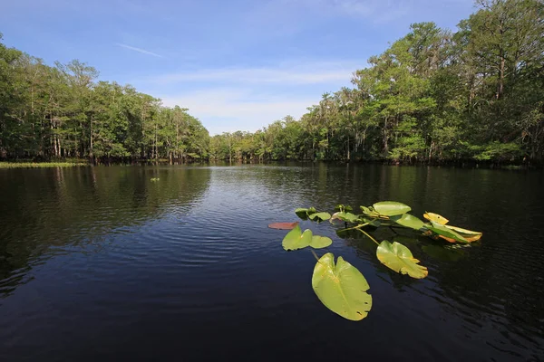 Almofadas de lírio em água calma de Fisheating Creek, Florida . — Fotografia de Stock