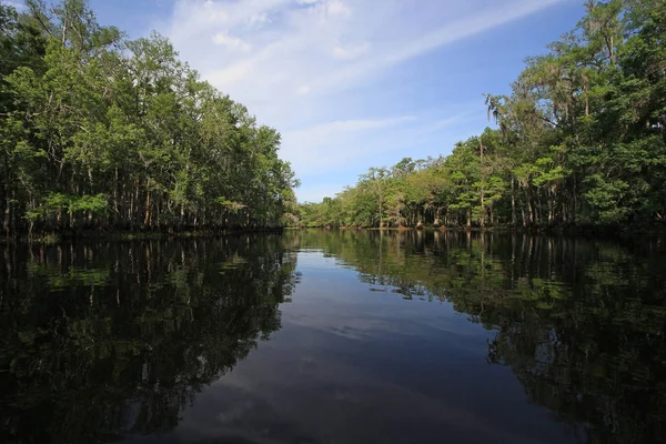 Fisheating Creek, Florida za jasného jarního rána. — Stock fotografie
