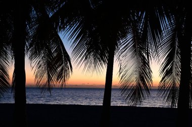 Florida, Key Biscayne 'deki Crandon Park Sahili' nde alacakaranlığa karşı siluete bürünmüş palmiye ağaçları..