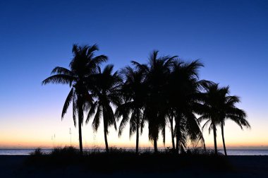 Florida, Key Biscayne 'deki Crandon Park Sahili' nde alacakaranlığa karşı siluete bürünmüş palmiye ağaçları..