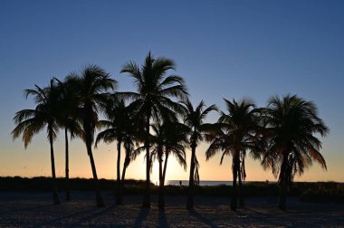 Florida, Key Biscayne 'deki Crandon Park Sahili' nde gün doğumuna karşı kısmi siluette palmiye ağaçları..