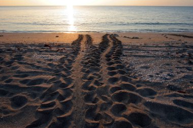 Sea Turtle tracks on beach at Blowing Rocks Preserve on Jupiter Island, Florida. clipart
