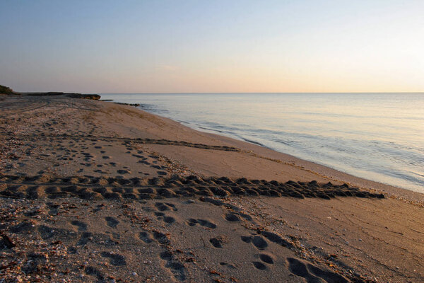 Sea Turtle tracks on beach at Blowing Rocks Preserve on Jupiter Island, Florida.