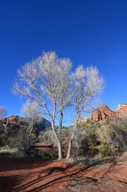 Kırmızı taşlı yapraksız beyaz ağaç ve Sedona, Arizona yakınlarında derin mavi gökyüzü..