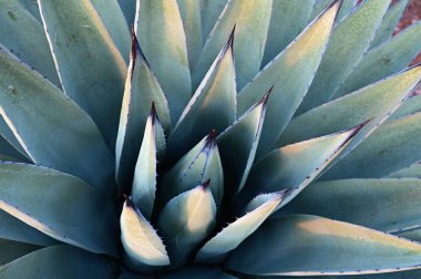 Sedona, Arizona 'daki agave fabrikasının ayrıntıları..