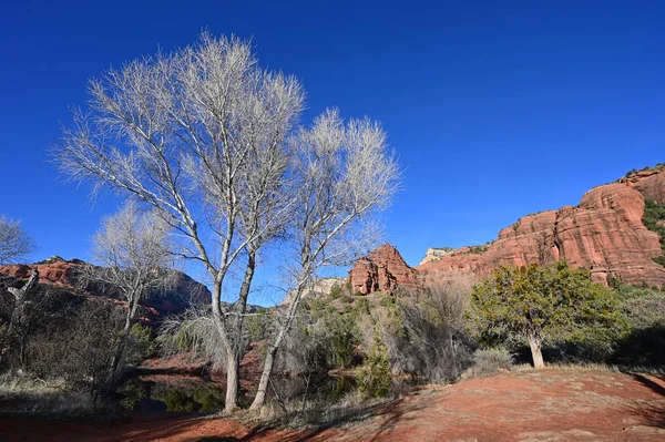 Blätterloser weißer Baum mit rotem Felsen und tiefblauem Himmel im Hintergrund in der Nähe von sedona, arizona. — Stockfoto